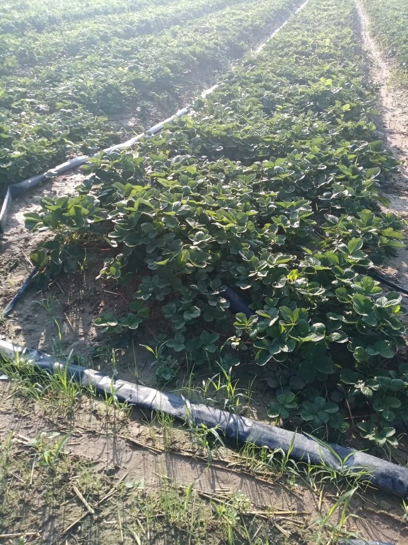 天仙醉草莓苗基地直发地栽苗可提供技术指导成活率高量大从优