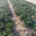 天仙醉草莓苗基地直发地栽苗可提供技术指导成活率高量大从优