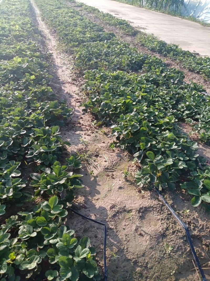 天仙醉草莓苗基地直发地栽苗可提供技术指导成活率高量大从优