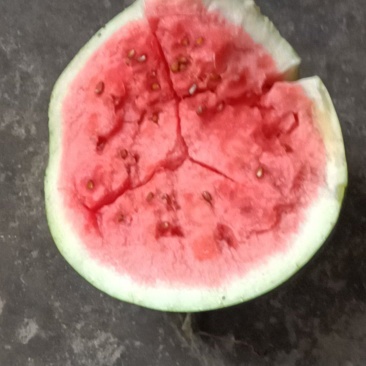 点种黑皮西瓜