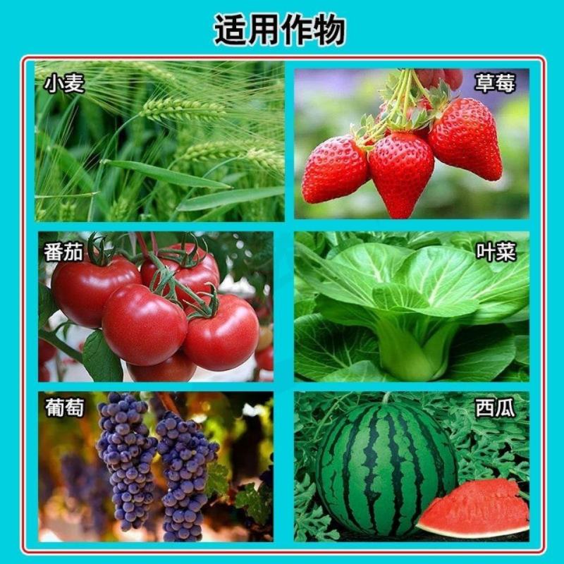 佳倍乐~24-表芸胺鲜酯水分散~大白菜调节生长植物农药生