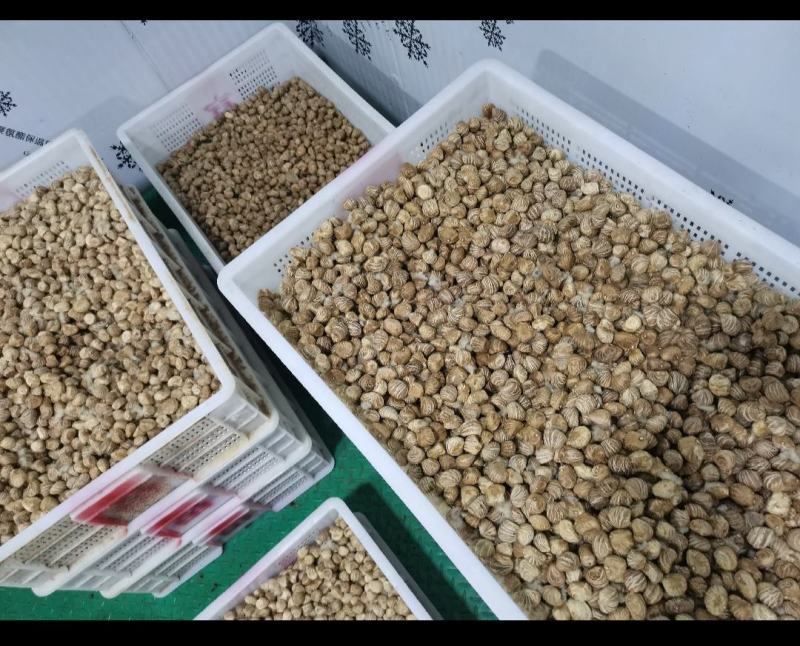 发财树种子，果子
