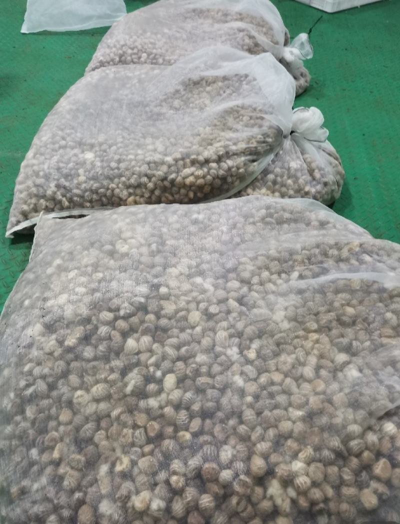 发财树种子，果子