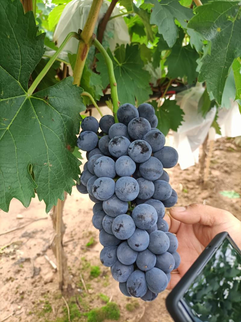 露天夏黑葡萄成熟