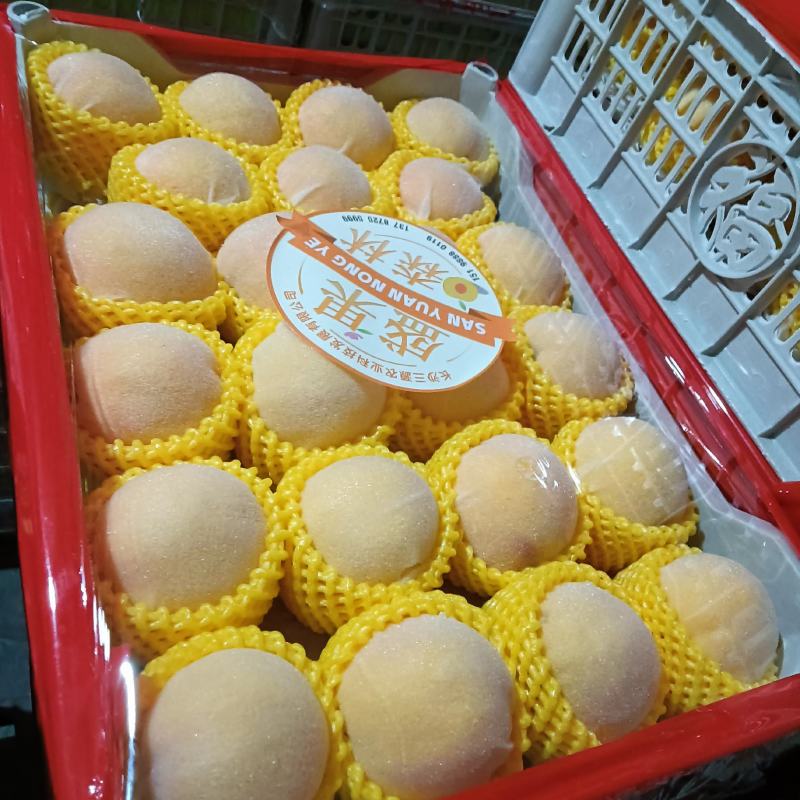 大量供应河北保定水蜜桃红岗山，红久保绿化9，没有代办费