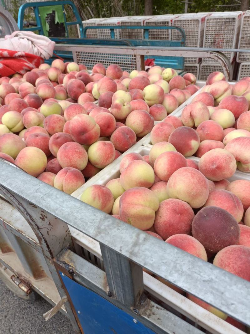徐州丰县大沙河百果园水果基地，甜脆大白桃，大量上市