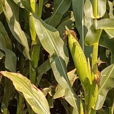 新鲜玉米，糯玉米，本人是种植户，没有其他费用