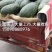 精品黑美人，通货，小瓜大量有货。