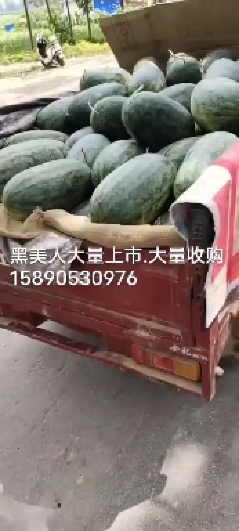 精品黑美人，通货，小瓜大量有货。