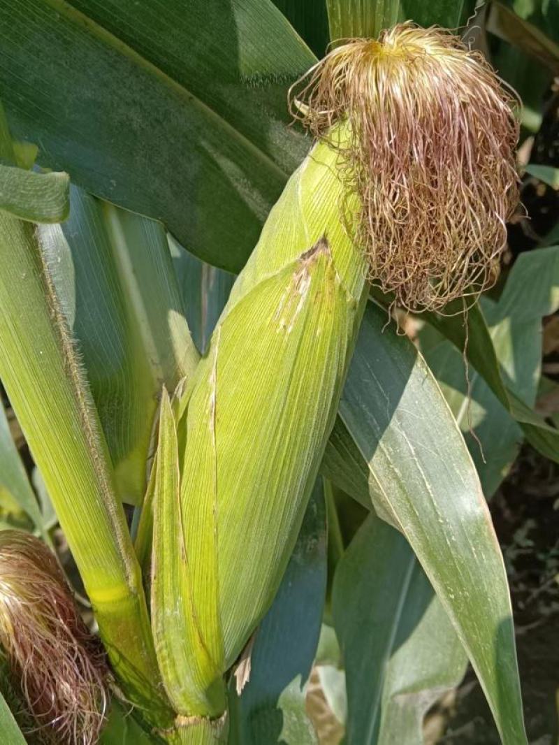 新鲜玉米，糯玉米，本人是种植户，没有其他费用