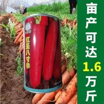 大禹红圣八寸参胡萝卜种子产量高三红率高大田基地专用胡萝卜