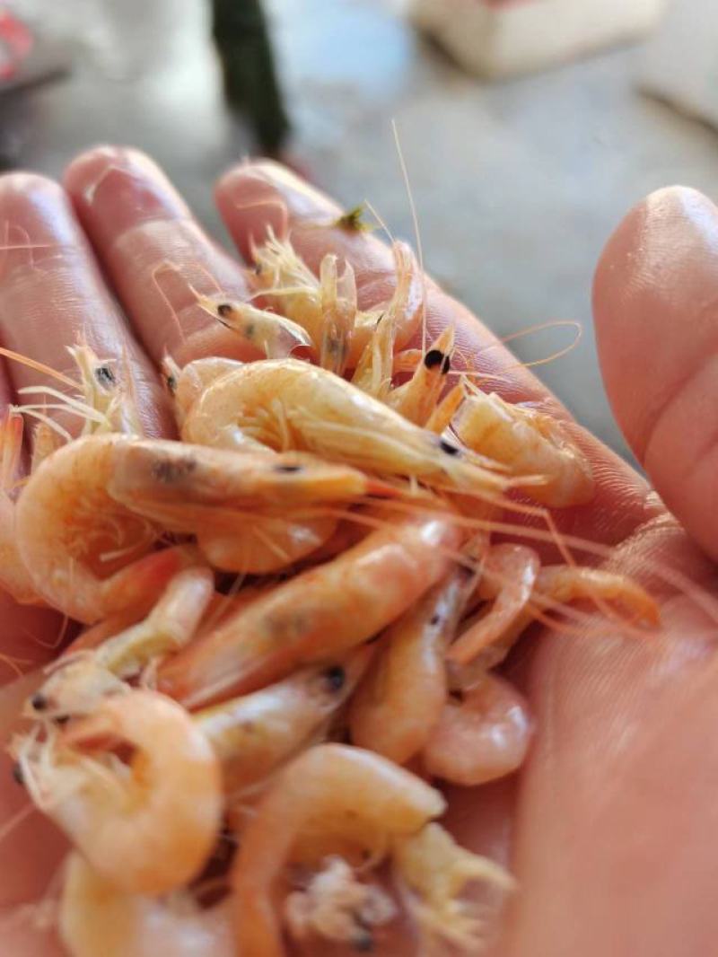 小海虾，海鲜，小虾，海虾，虾米，河虾，，，，
