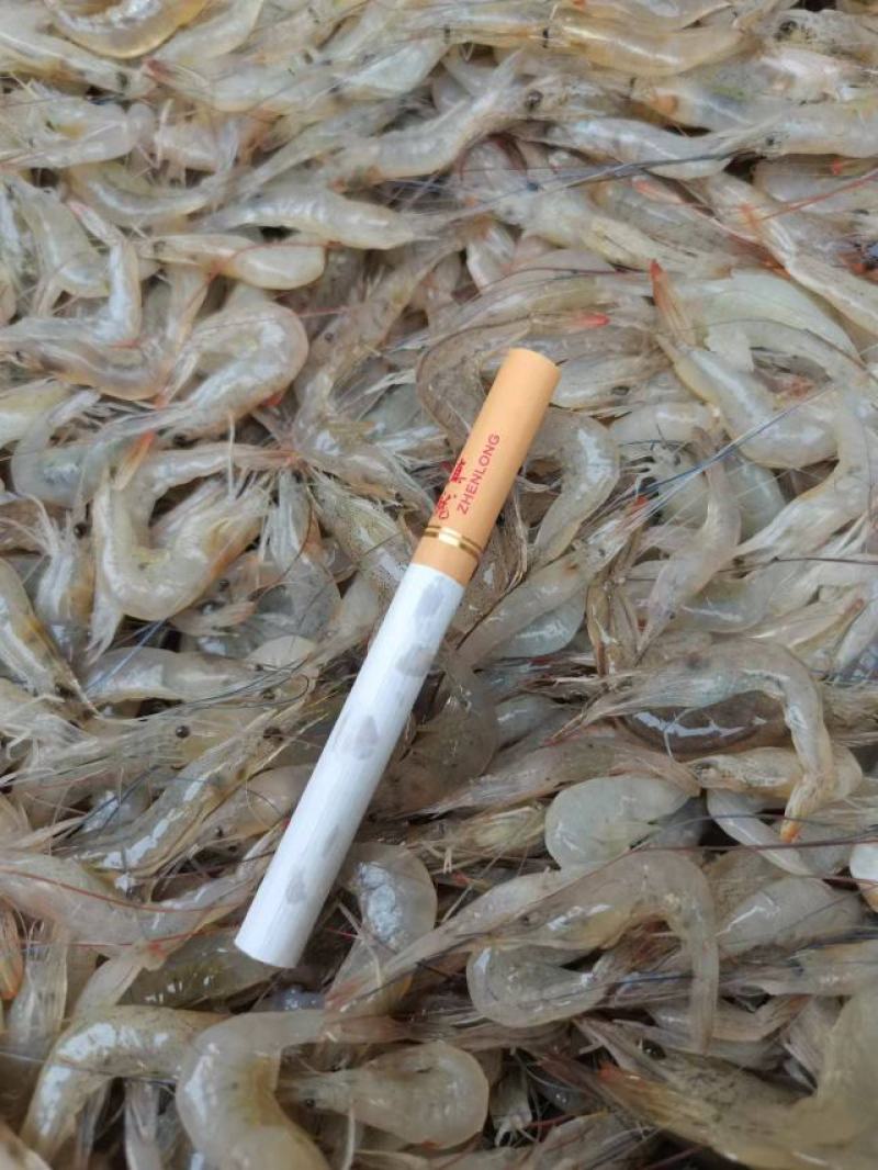 小海虾，海鲜，小虾，海虾，虾米，河虾，，，，
