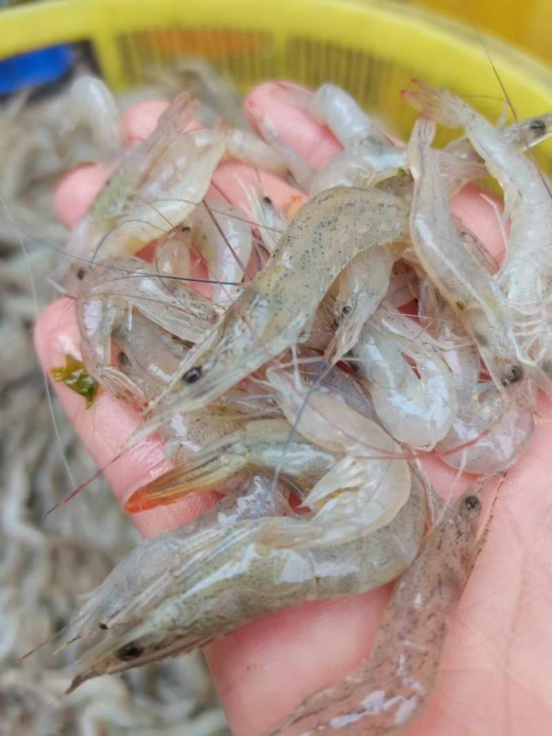 小海虾，海鲜，小虾，海虾，虾米，河虾，，，，