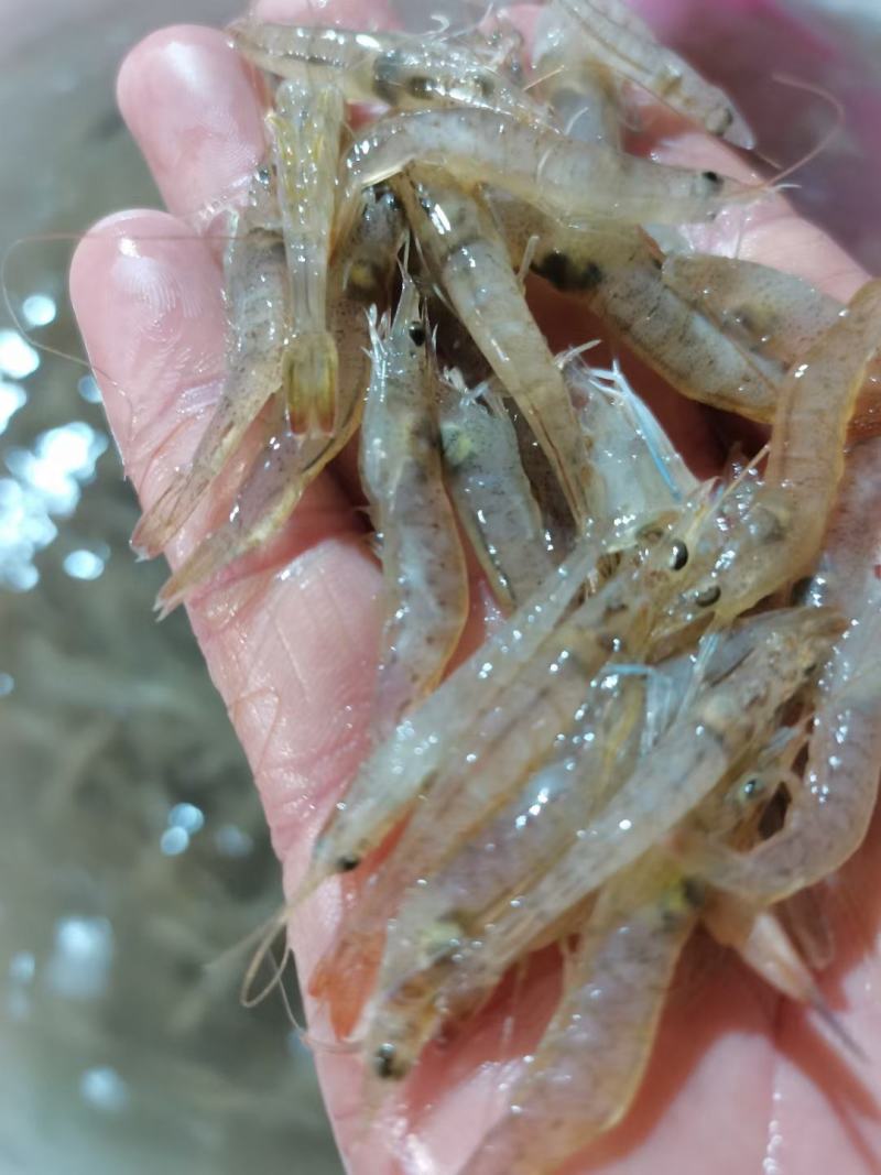 小海虾，海鲜，小虾，海虾，虾米，河虾，，，，