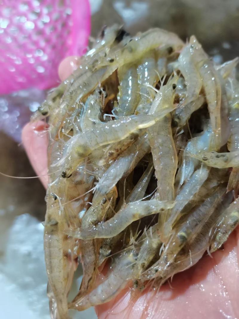 小海虾，海鲜，小虾，海虾，虾米，河虾，，，，