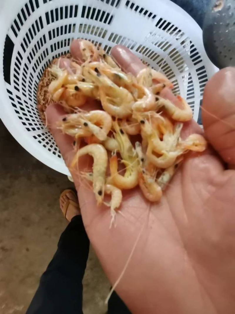 小海虾，海鲜，小虾，海虾，虾米，河虾，，，，