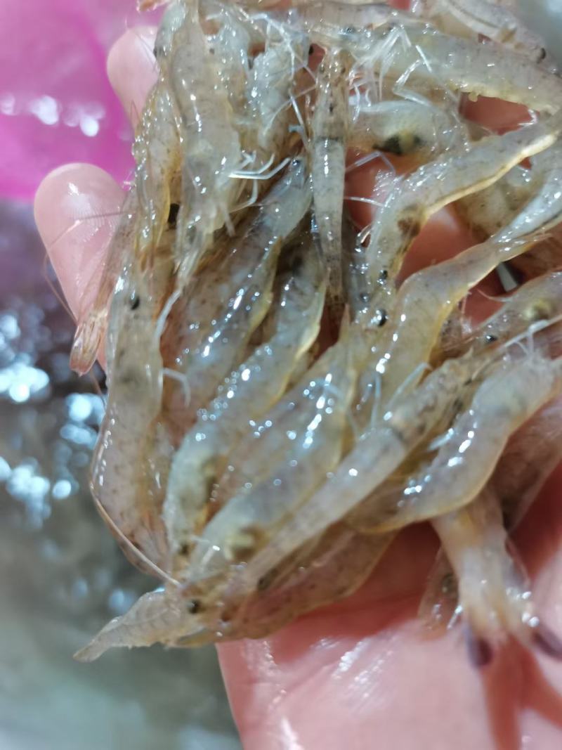小海虾，海鲜，小虾，海虾，虾米，河虾，，，，
