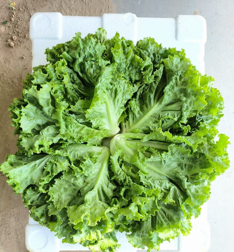 精品生菜，散叶生菜一手货源视频看货品质保证以质论价