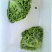 精品生菜，散叶生菜一手货源视频看货品质保证以质论价