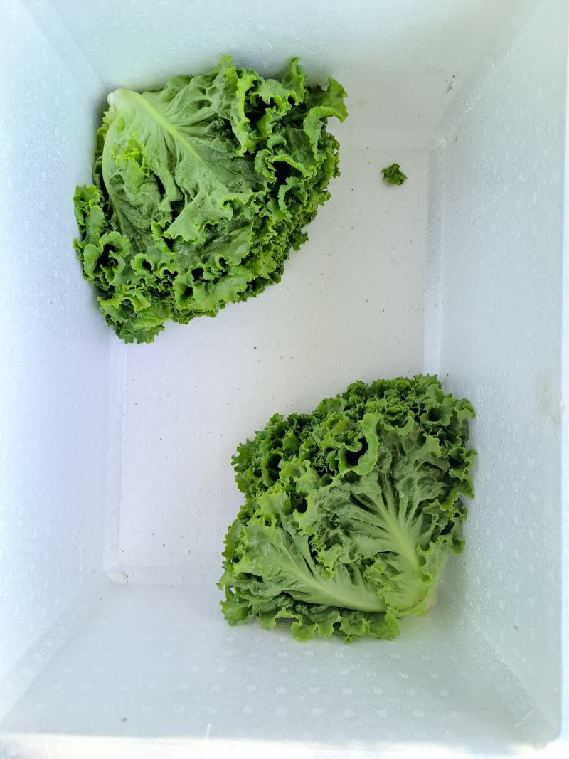 精品生菜，散叶生菜一手货源视频看货品质保证以质论价