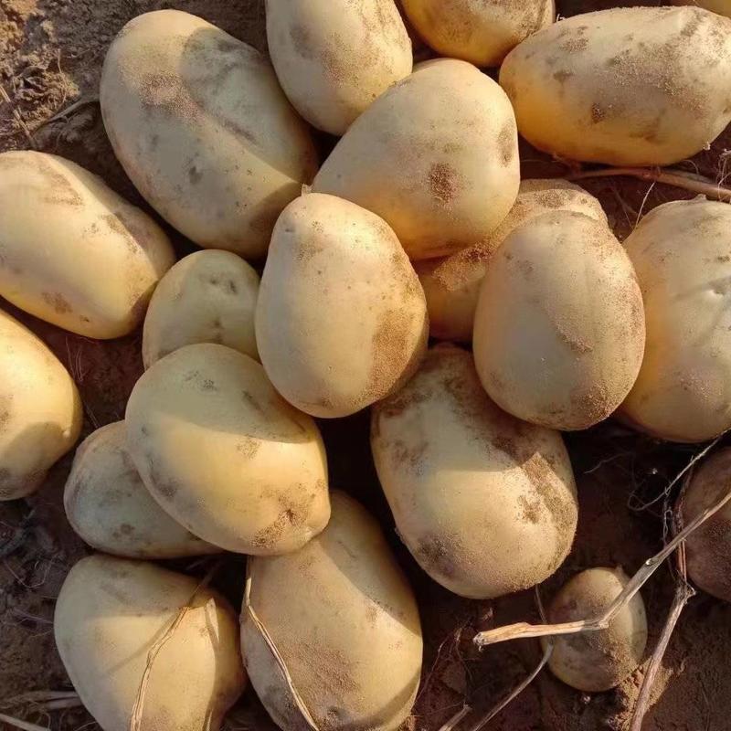 【推荐】陕西土豆精品沃土五号土豆质量优良，货原充足