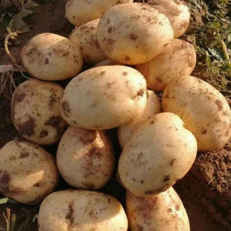 【推荐】陕西土豆精品沃土五号土豆质量优良，货原充足