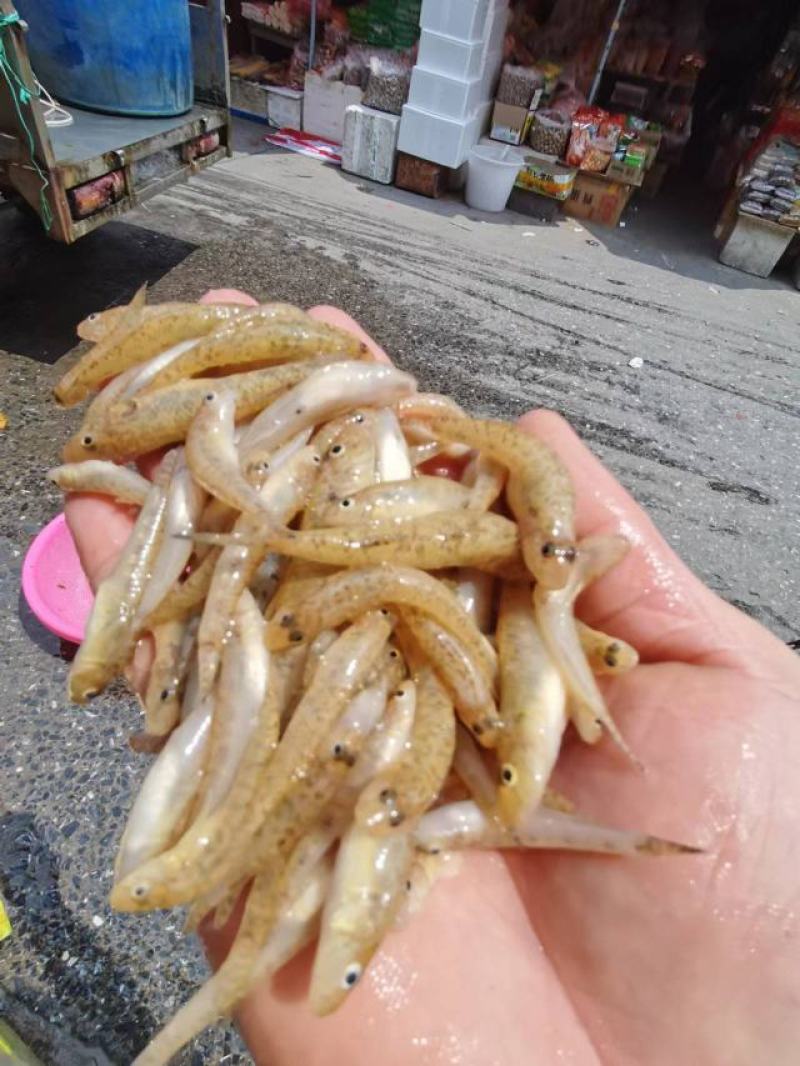 小黄鱼，河鱼，小鱼，山根鱼，爬山虎，鱼仔，，，，，，，，
