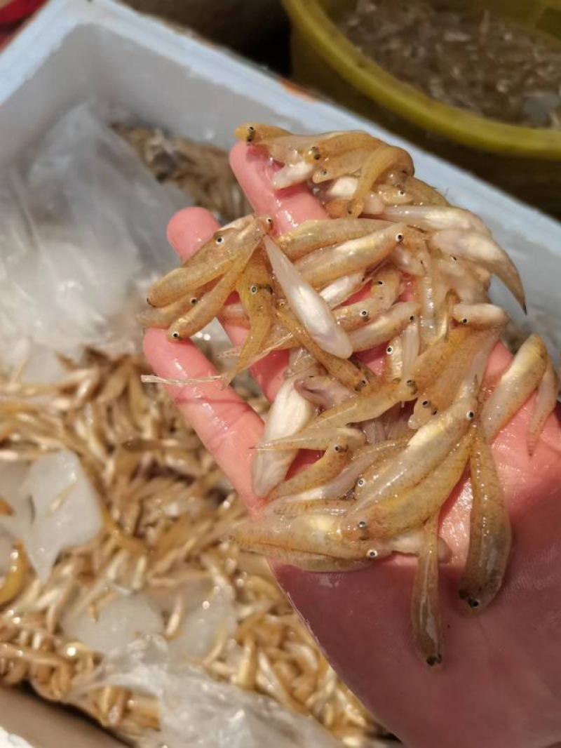小黄鱼，河鱼，小鱼，山根鱼，爬山虎，鱼仔，，，，，，，，