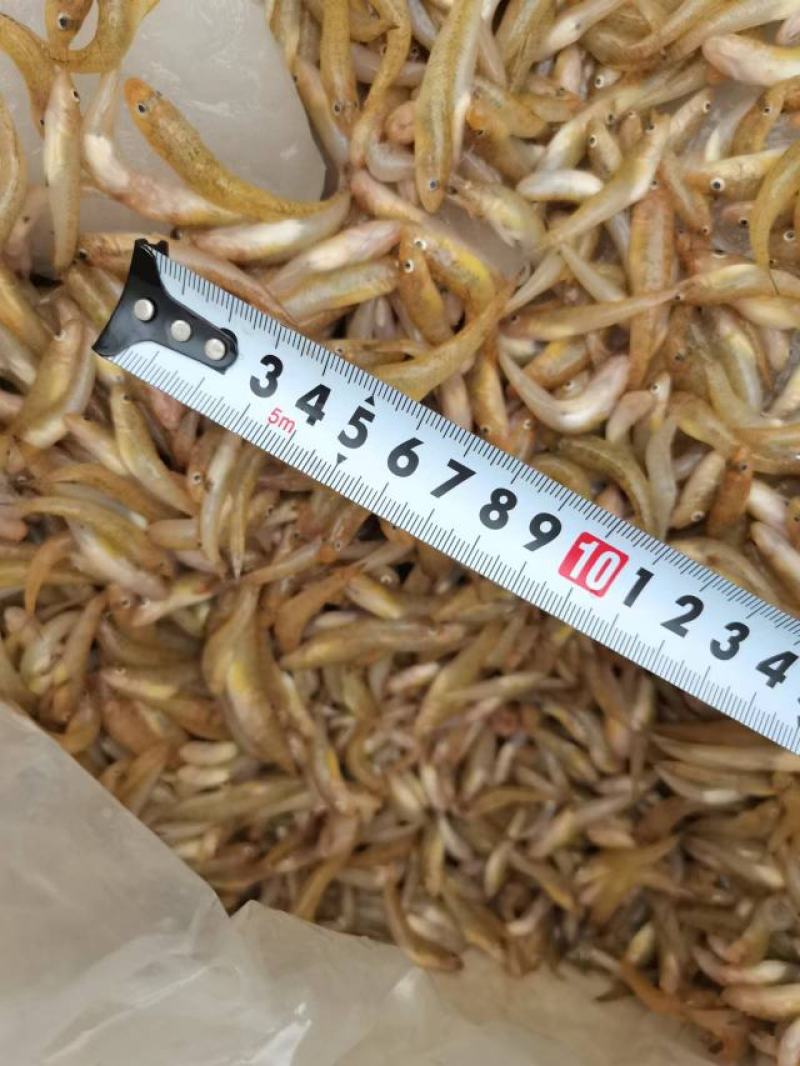 小黄鱼，河鱼，小鱼，山根鱼，爬山虎，鱼仔，，，，，，，，