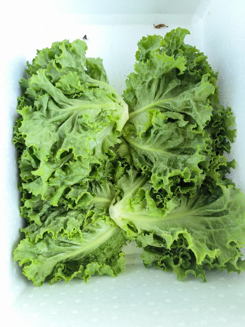 精品生菜，散叶生菜一手货源视频看货品质保证以质论价
