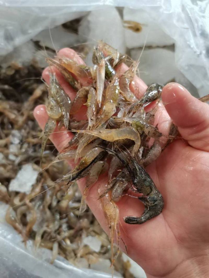 河虾，小河虾，青虾，虾仔，小虾，，，，，，，，，，，，，