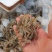 河虾，小河虾，青虾，虾仔，小虾，，，，，，，，，，，，，