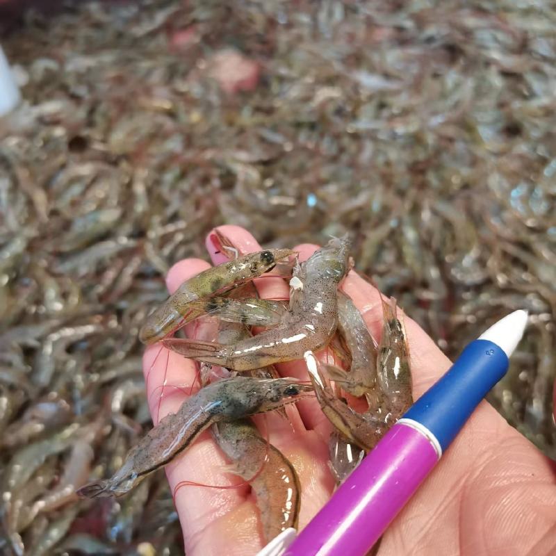 基围虾，白对虾，青虾，小虾，虾仔，河虾，，，，，，，，
