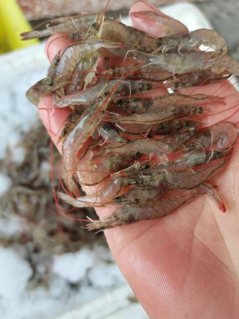 基围虾，白对虾，青虾，小虾，虾仔，河虾，，，，，，，，