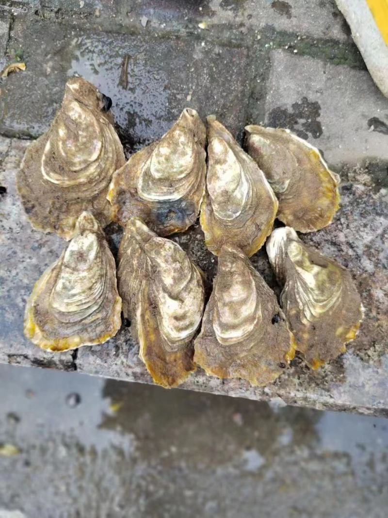 福建蚝精品黄金三倍体生蚝全规格产地直供向全国发货70斤
