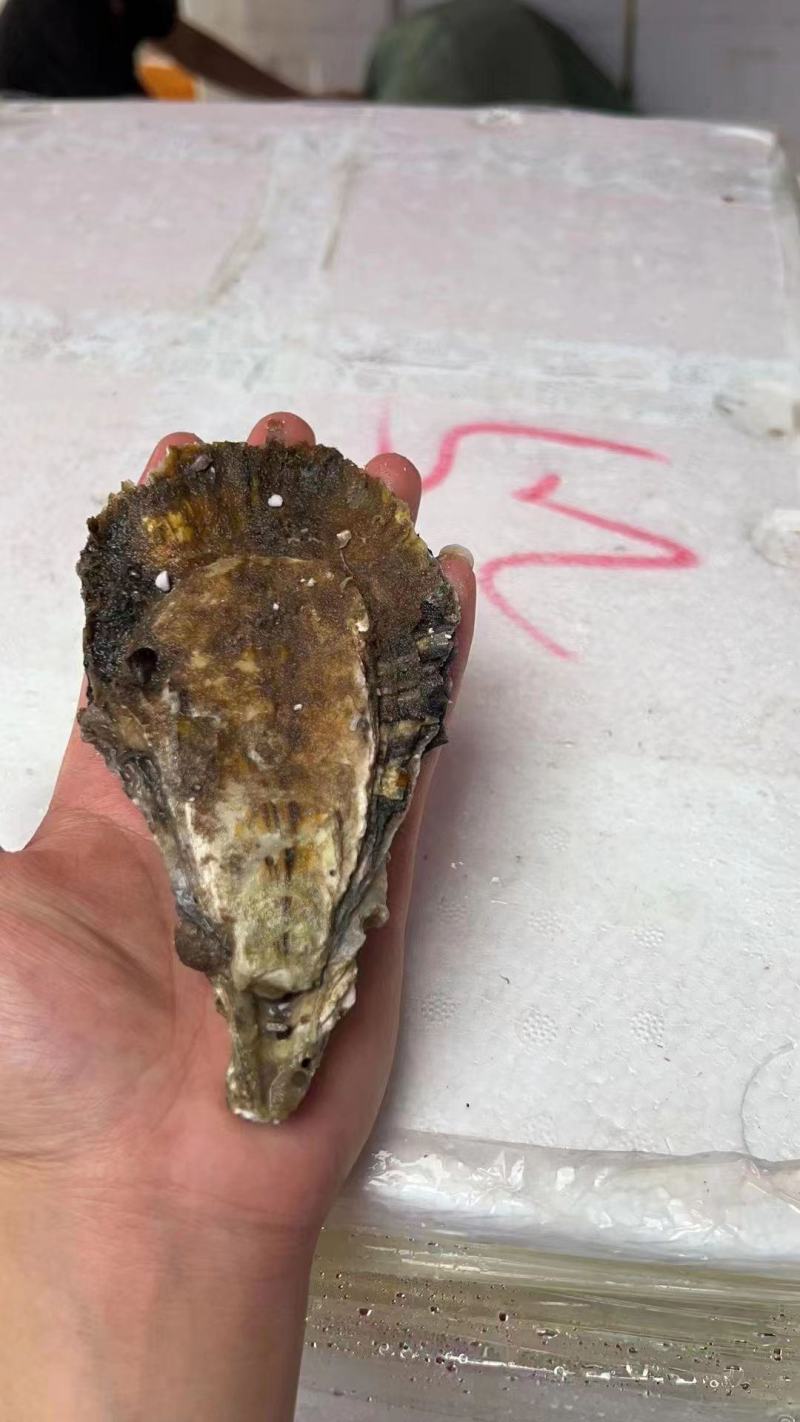 福建蚝精品黄金三倍体生蚝全规格产地直供向全国发货70斤