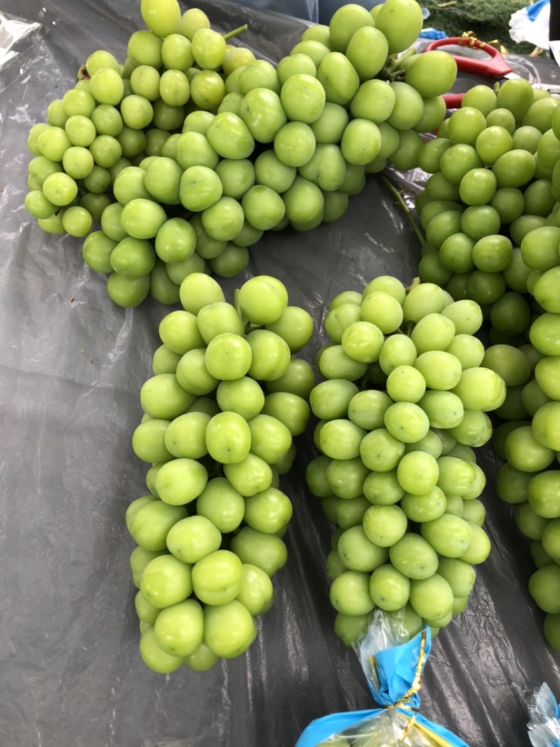 江苏新沂精品阳光玫瑰123级