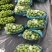 江苏新沂精品阳光玫瑰123级