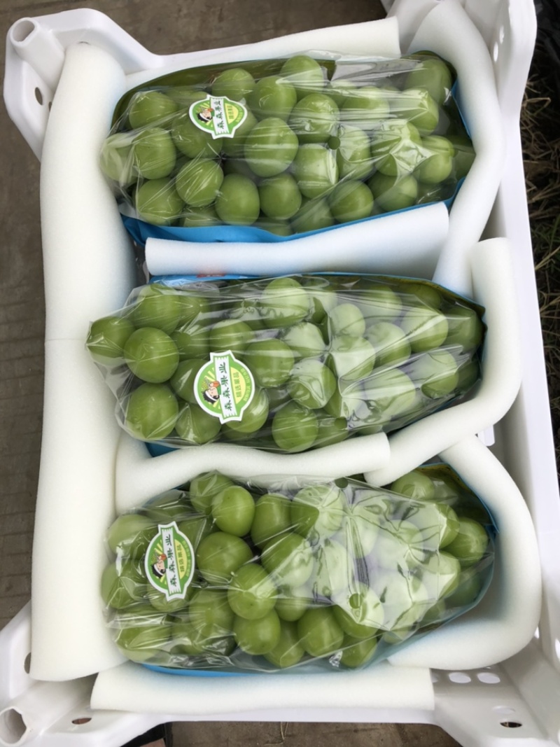 江苏新沂精品阳光玫瑰123级