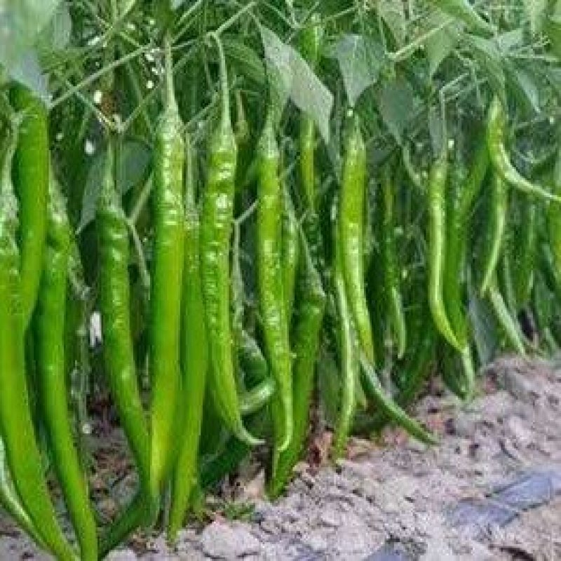【苗场】【辣椒苗】8号线椒苗：湖南椒，全基基质穴盘苗