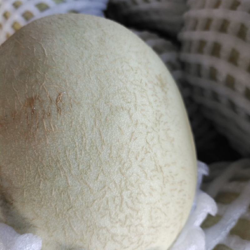 银帝蜜瓜
