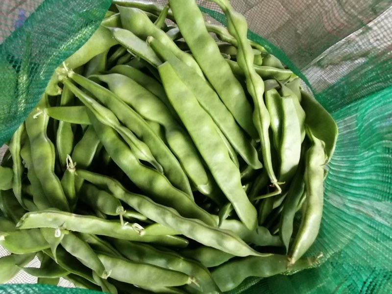 齐齐哈尔豆角大量上市品种多质量好