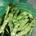 齐齐哈尔豆角大量上市品种多质量好