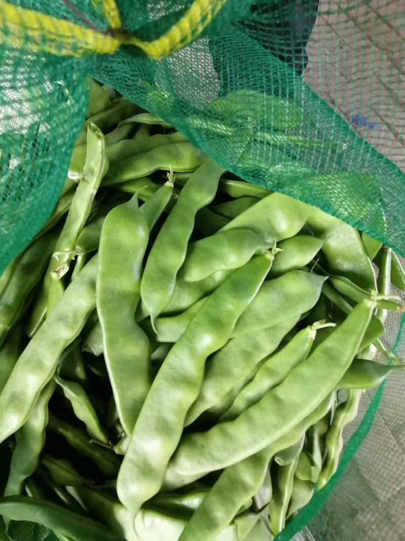 齐齐哈尔豆角大量上市品种多质量好