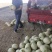 银帝蜜瓜
