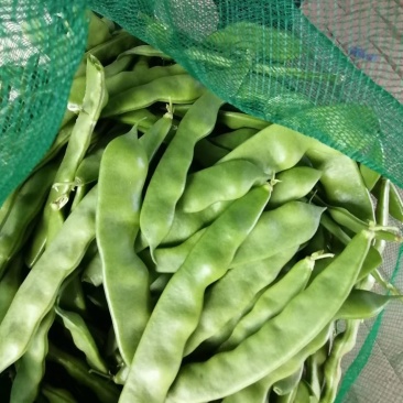 齐齐哈尔豆角大量上市品种多质量好