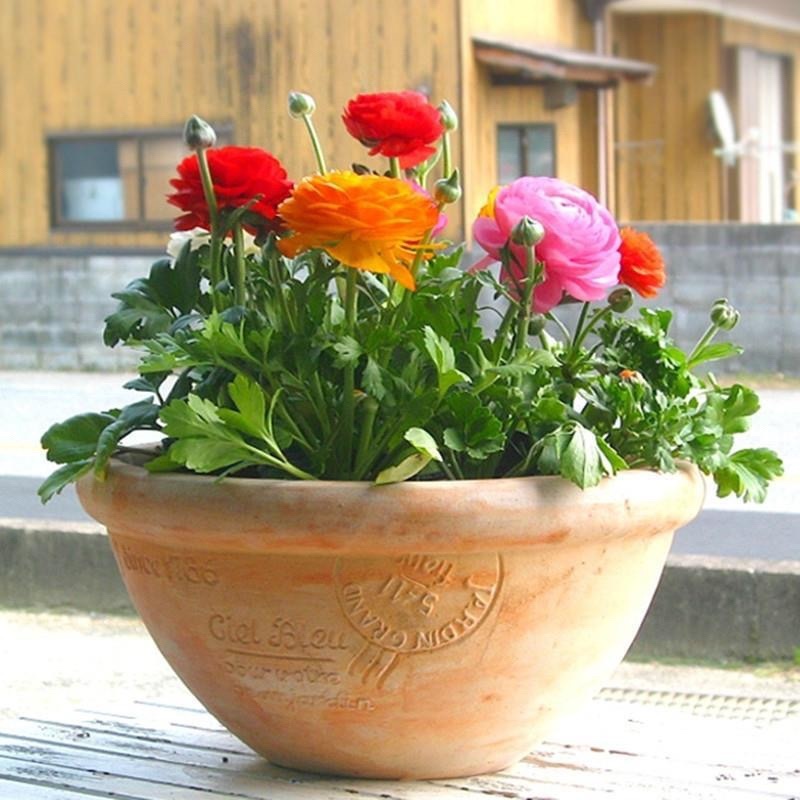 花毛莨种球重瓣花毛茛根茎种根洋牡丹室内外毛茛芹叶牡丹花卉