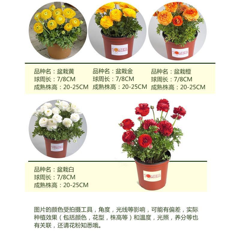 花毛莨种球重瓣花毛茛根茎种根洋牡丹室内外毛茛芹叶牡丹花卉
