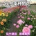 花毛莨种球重瓣花毛茛根茎种根洋牡丹室内外毛茛芹叶牡丹花卉